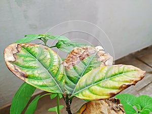 Burned or dry leaves of Jack Fruit Plant grow in a pot of the home terrace garden