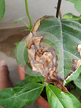 Burned or dry leaves of Jack Fruit Plant grow in a pot of the home terrace garden