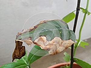 Burned or dry leaves of Jack Fruit Plant grow in a pot of the home terrace garden