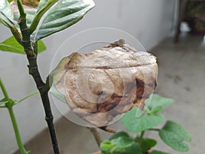 Burned or dry leaves of Jack Fruit Plant grow in a pot of the home terrace garden