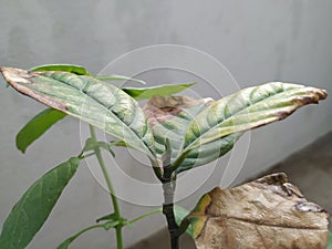 Burned or dry leaves of Jack Fruit Plant grow in a pot of the home terrace garden