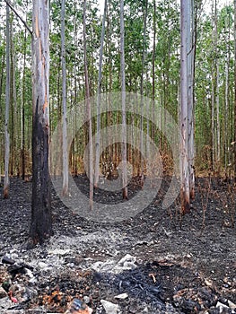 Burned eucalyptus plant after fire
