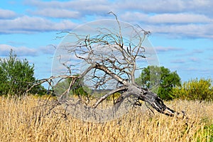 Burned and fallen tree