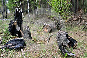 Burned and felled trees in the forest. Mismanagement and waste. photo