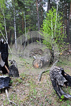 Burned and felled trees in the forest. Mismanagement and waste. photo