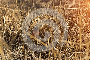 Burned fields for plants. Grass in fire