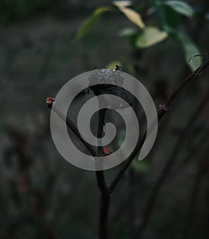 Burned flower stem with blurry background