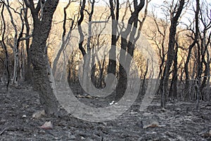 Burned forest