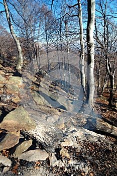 Burned forest