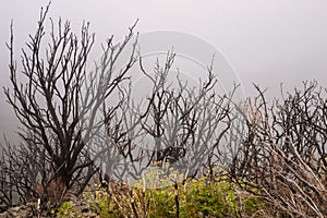 Burned forest in the mist photo