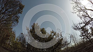 Burned forest, panorama rotating time lapse of trees after wildfire, ecological catastrophe, disaster