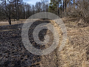 Burned grass. A field with burnt grass. Intentional arson. The destruction of insects. Ecological disaster