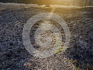 Burned grass. A field with burnt grass. Intentional arson. The d