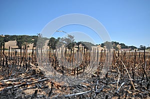 Burned grass stacks with hills in background