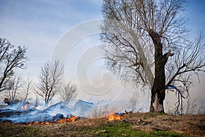Burned grass and trees on the meadow