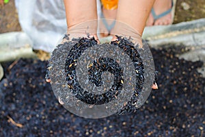 Burned husk (sekam bakar) on hand. Composting and gardening concept