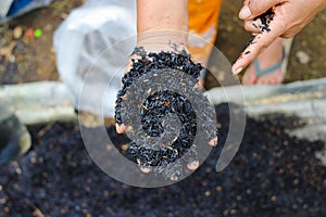 Burned husk (sekam bakar) on hand. Composting and gardening concept