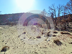 Burned Juniper Forest in the Mountains - Aftermath of Wild Fire