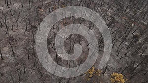 Burned Land and Forest After Wildfire. Birdseye Aerial View, Charred Trees, Ash