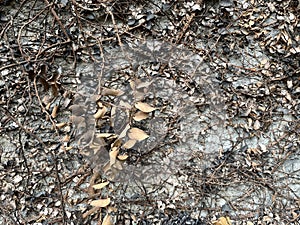 Burned leaves and stems vine in front of concrete wall