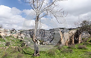 Burned  lightning tree stands in the Gey Ben Hinnom Park - called in the Holy Books as the Blazing Inferno in Jerusalem city in