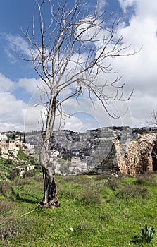 Burned  lightning tree stands in the Gey Ben Hinnom Park - called in the Holy Books as the Blazing Inferno in Jerusalem city in