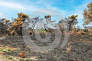 Burned out heath and forest dutch landscape after wood wildfire in dry summer - Maasduines national park, Netherlands