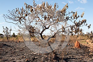 Quemado afuera restos fuerte 