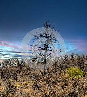 Burned out tree and landscape in the desert mountains of Northern Nevada near Reno.