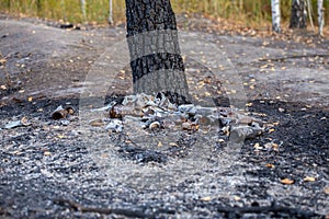 Burned pile of trash under tree - close-up with selective focus