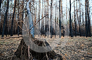 Burned pine forest, fallen burned tree after the fire