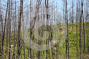 Burned pine trees on the hill