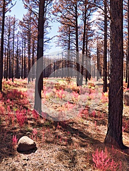 Burned Pines in Coconino National Forest