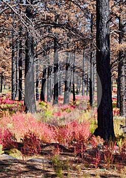 Burned Pines in Coconino National Forest