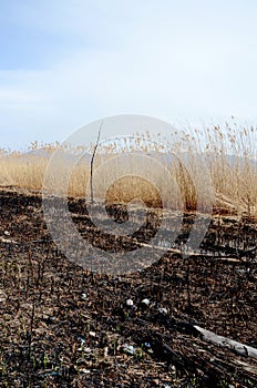 Burned reed on a beach of Lake Prespa, Macedonia