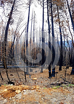 Burned sequoia forest in Yosemite National Park