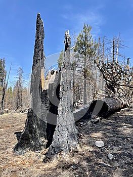 Burned Tree Wildfire Forest View photo