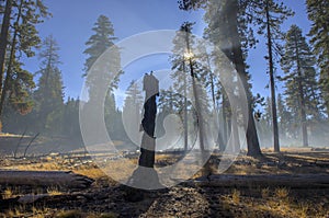 Burned stump and smoke from a controlled burn, Lassen Volcanic National Park