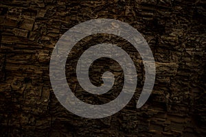 Burned Texture of Giant Sequoia Tree