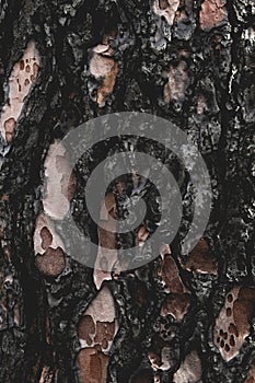 Burned tree bark background or texture