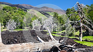 Burned tree in hardened lava flow on Etna slope