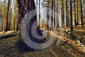 Burned Tree, Lassen Volcanic National Park