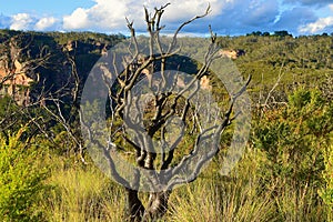 A burned tree in regenerating vegetation at Narrowneck in the Blue Mountains of Australia.