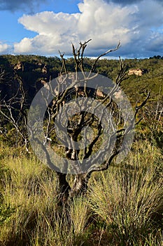 A burned tree in regenerating vegetation at Narrowneck in the Blue Mountains of Australia.