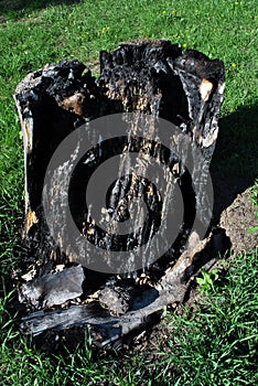 Burned tree stump on emerald new spring green grass