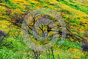 Burned Tree Surrounded by California Poppies. Wildflowers After the Fire