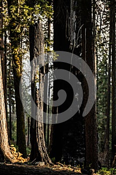 Burned Tree Trunk Stands By Sheer Will