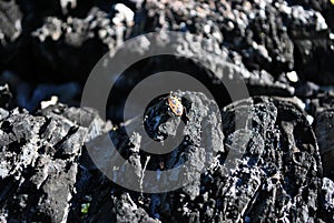 Burned tree trunk texture close up with red firebug Pyrrhocoris apterus, horizontal background