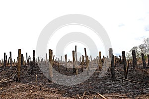 Burned tree trunks Dry dead gray tree trunks with branches after a fire, terrible fire