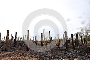 Burned tree trunks Dry dead gray tree trunks with branches after a fire, terrible fire